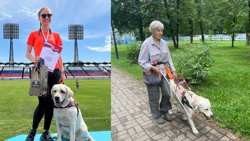 собаки поводыри