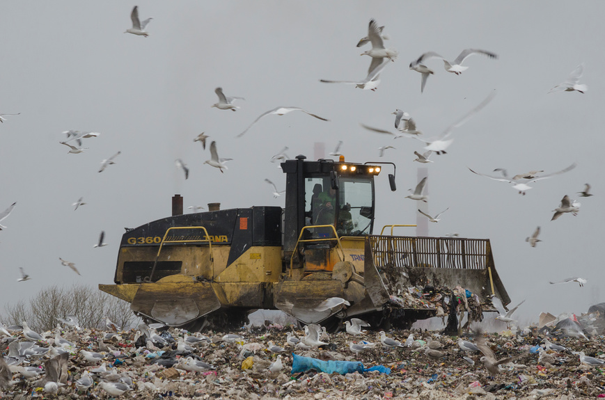 Мусор на свалке. Птицы на свалке
