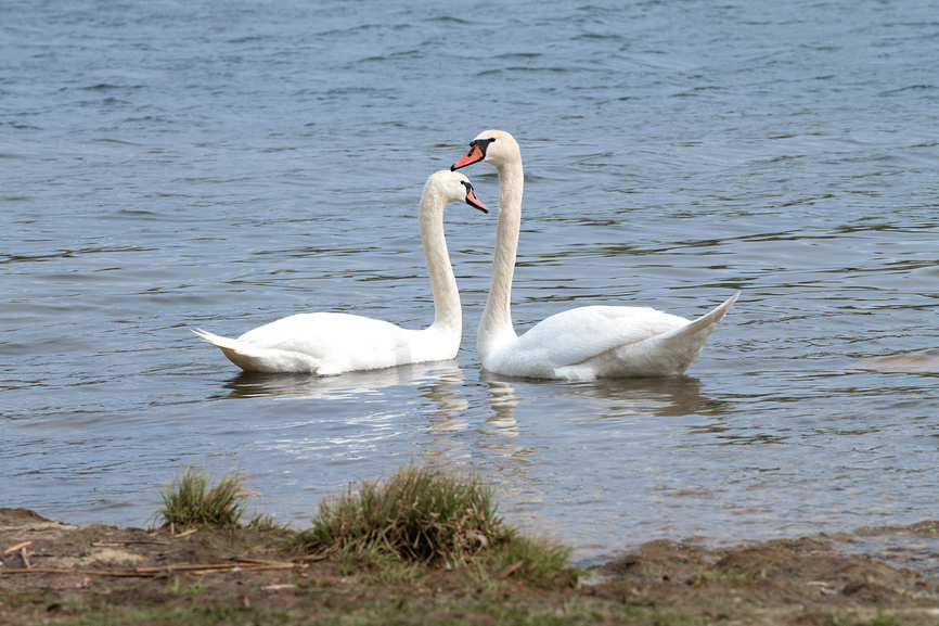 Учебный текст к уроку №11 (5 класс): Семья — хранитель духовных ценностей