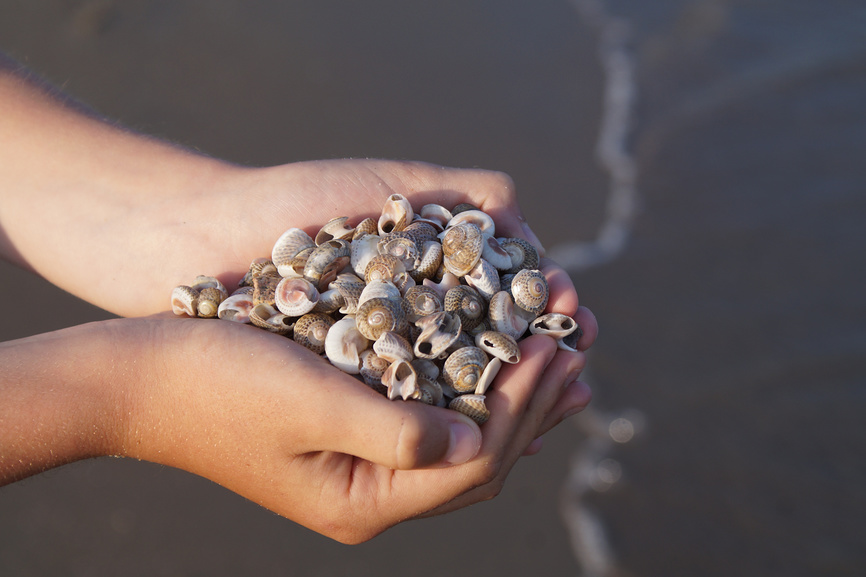 Ракушки в детских руках