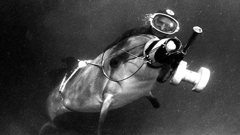 В СССР дельфинов обучали разведке