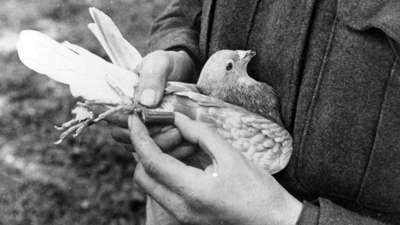 На фронте голуби-связисты