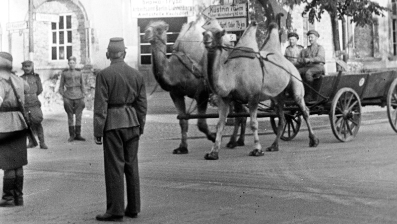Великая Отечественная война 1941 — 1945 годов. Верблюды