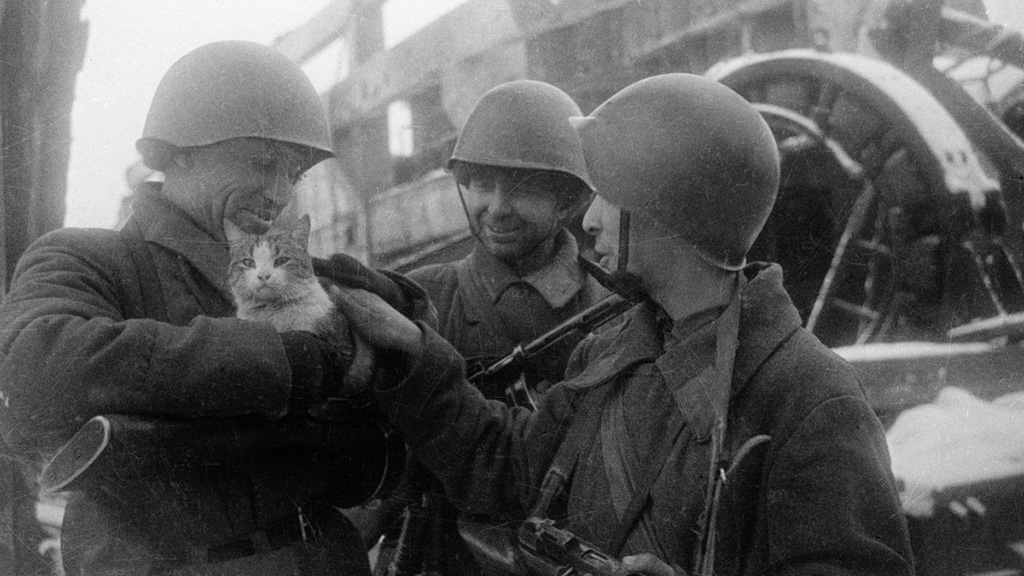 Подвиги без слов: животные на войне